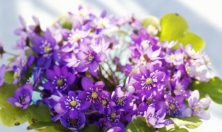 花瓶儿怎么读（普通话花瓶儿怎么读）