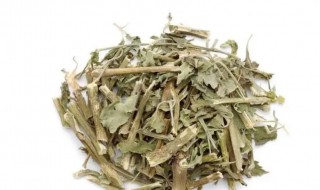 藿香有哪些食用禁忌 藿香有哪些食用禁忌和功效