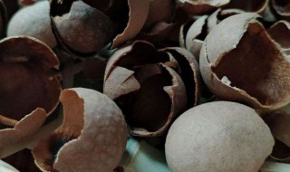 龙眼皮的用处有哪些（龙眼皮有什么功效）