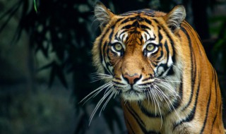 属虎的本命年穿什么颜色的衣服（属虎的本命年穿戴什么最好）