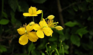 白屈菜属植物资料 白屈菜又名