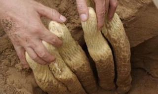 肉苁蓉怎么读 肉苁蓉怎么读作用与功效