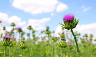 奶蓟草怎么读（奶蓟草的功效与作用）