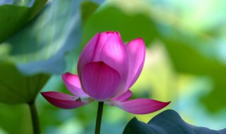 荷花可以吃吗 荷花可以吃吗?