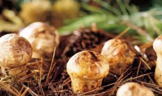 松茸泡酒有哪些保健功效（松茸泡酒有哪些保健功效和作用）