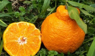 吃丑橘都有哪些禁忌（吃丑橘都有哪些禁忌食物）