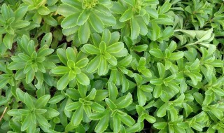 旱三七的食用功效以及方法（旱三七的食用功效以及方法禁忌）