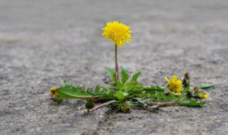 蒲公英泡茶好喝又养生 蒲公英的泡茶喝有什么功效