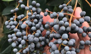 女贞子的食用禁忌 女贞子不可直接食用!关于它的功效和作用你应该知道