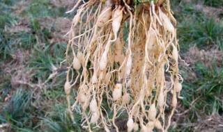 麦冬的功效与作用有哪些呢（麦冬的功效与作用有哪些呢图片）