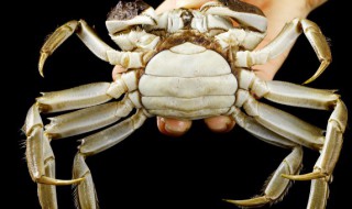 雪莲果和螃蟹能一起吃吗? 雪莲果和螃蟹能一起吃吗会中毒吗