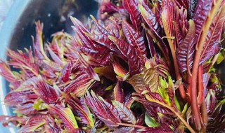 吃香椿的好处和禁忌 吃香椿的好处和禁忌是什么