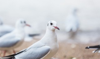 鸽子肉养生功效和营养价值 鸽子肉养生功效和营养价值图片