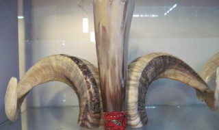 水牛角的禁忌 水牛角禁忌与相克