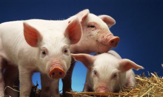 猪腰炖杜仲怎么做 猪腰炖杜仲怎么做才好吃