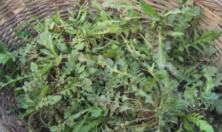 荠菜叶子上有白斑可以吃吗 荠菜叶子上有白斑可以吃吗