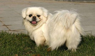 京巴犬有哪些东西是不能吃的（京巴犬的优点）