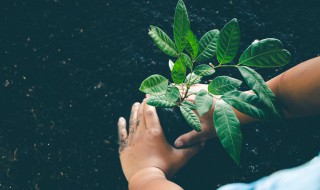 保护环境的方法有哪些 保护环境的方法有哪些英语