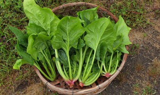 哪些青菜不适合多吃（什么青菜要少吃）