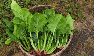 十月份应季蔬菜水果 10月份应季蔬菜水果