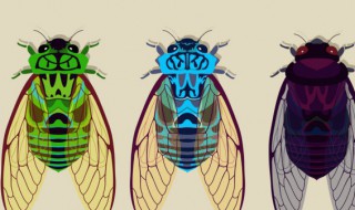 野生知了和养殖知了（知了养殖和野生的区别）