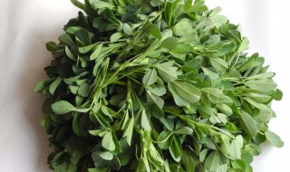 苜蓿草怎么读（紫花苜蓿草怎么读）