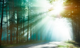 森林的英语怎么读(森林的英语怎么读啊)