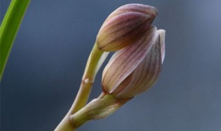 兰花有花苞了怎么养护 兰花有花苞了怎么养护呢