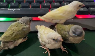 文鸟怎么养才能放手上 文鸟怎样养