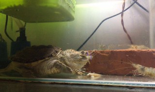 佛鳄龟怎么养（佛鳄龟怎么养出好背甲）