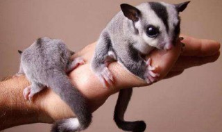 蜜袋鼬怎么养（蜜袋鼬怎么养宝宝）