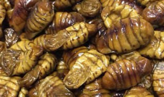 蚕蛹的做法怎样好吃 蚕蛹的做法怎样好吃视频