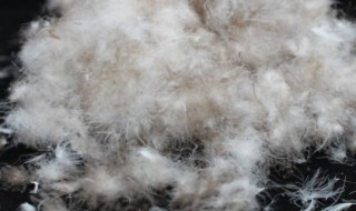 加拿大鹅黑标和普标的区别(加拿大鹅黑标和普标的区别是什么)