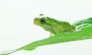 稻田里有哪些生物（稻田里有什么生物）