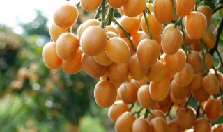 黄皮是酸性还是碱性（黄皮是酸性吗）