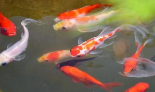 锦鲤的寓意和象征（锦鲤的寓意和象征风水）