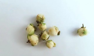 山茶花茶的功效和作用 山茶花茶的功效和作用是什么