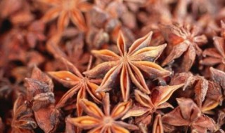 八角茴香的功效与作用（八角茴香的功效与作用的功能与主治）