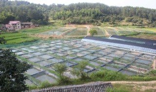 泥鳅养殖池塘要怎么建造好（养泥鳅池塘怎样建）