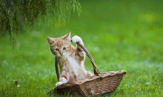 怎么判断猫咪是在玩耍还是打架（猫咪玩耍打架怎么区分）