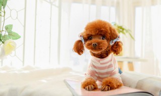 怎么让爱犬减慢进食速度（如何让狗狗吃饭速度变慢）