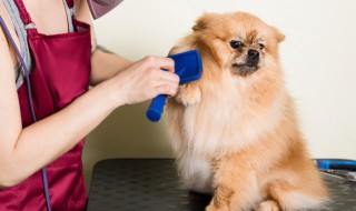 如何对待你养的狗（你知道狗怎么养吗）