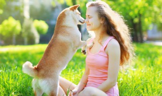 狗狗太瘦了怎么增肥（狗很瘦怎么能让狗变胖）