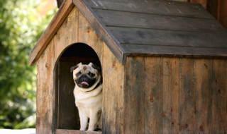 怎么训练狗狗在屋外上厕所（怎么训练狗狗上厕所）