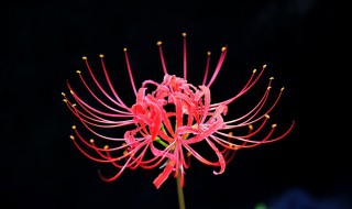 有关彼岸花的网名（有关彼岸花的网名 神圣）