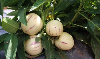 人参果的芯子能吃吗 人参果的芯子可以吃吗