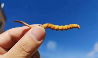 虫草的功效与主治 虫草的功效与主治癌症用多少克