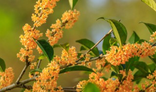 桂花是什么季节开放（桂花是哪个季节开放的开的）