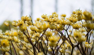 结香花花语 结香花花语是什么