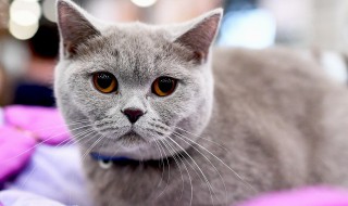 怎么教会猫咪使用马桶 如何教会猫咪使用马桶